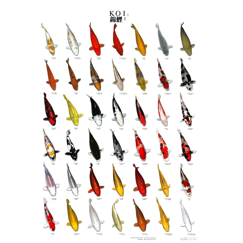 Superfish Koiposter Nr. 2 A4 Gelamineerd - herkenningsgids met 42 koivarieteiten